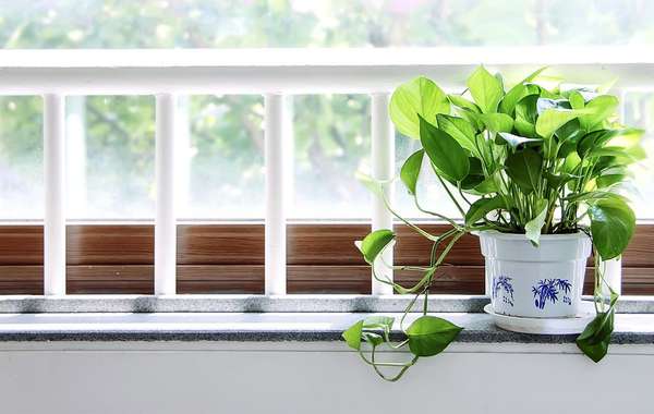 哪种室内植物最能清洁空气和清除毒素?