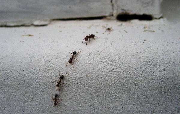 木蚁是一种常见的害虫和讨厌的东西
